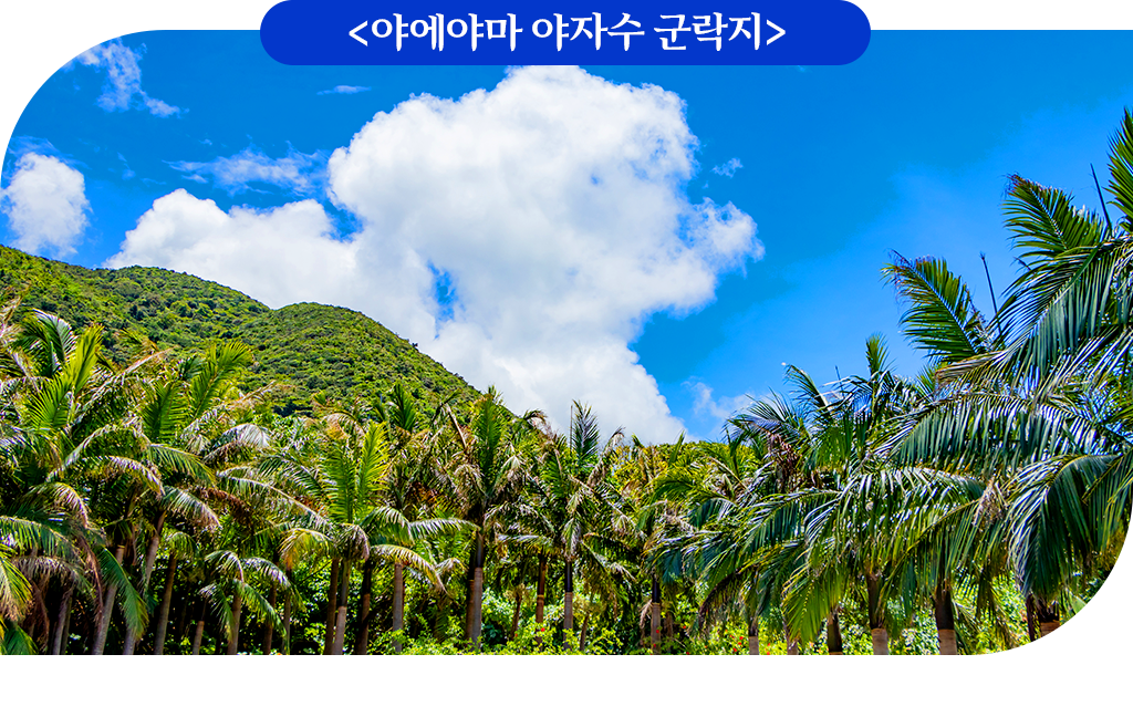 야에야마 야자수 군락지