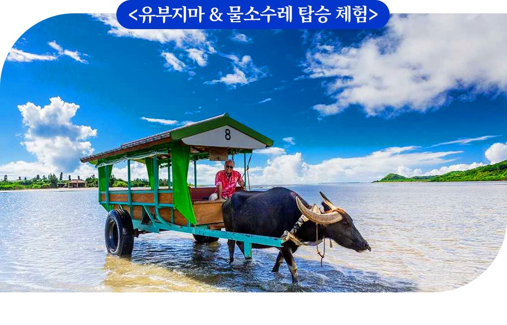 유부지마 & 물소수레 탑승 체험